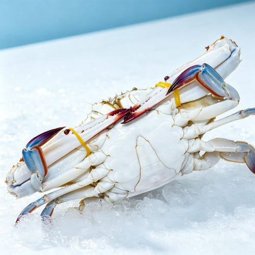 Extra-Large Wild Swimming Crab