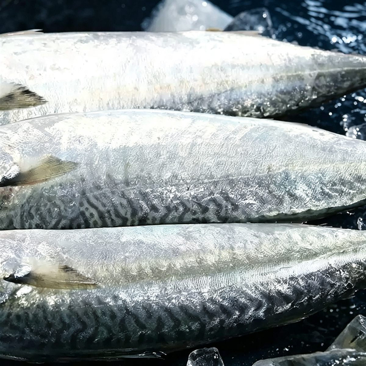 Fresh Frozen Whole Mackerel